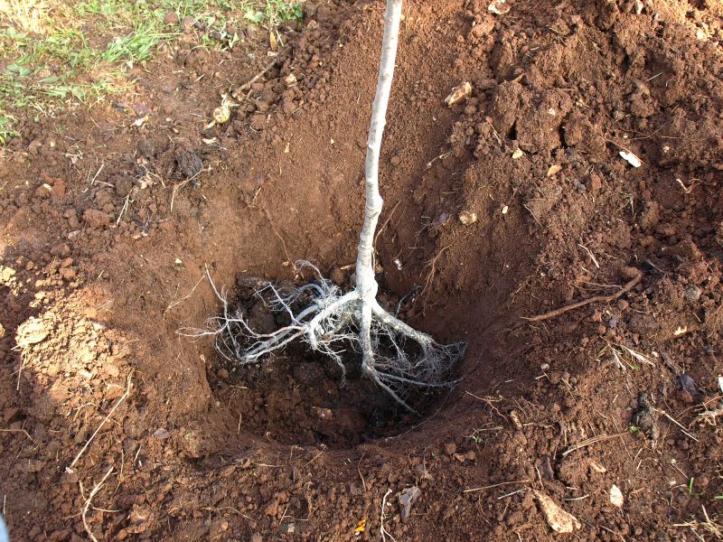 Root Removal