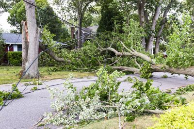 Fallen Tree Near Driveway
