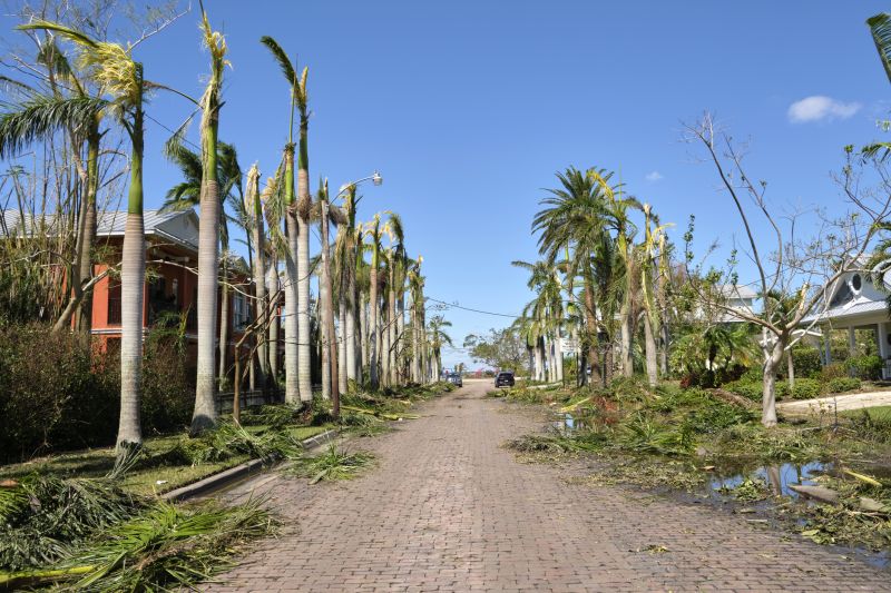 Storm Damage Tree in Yard