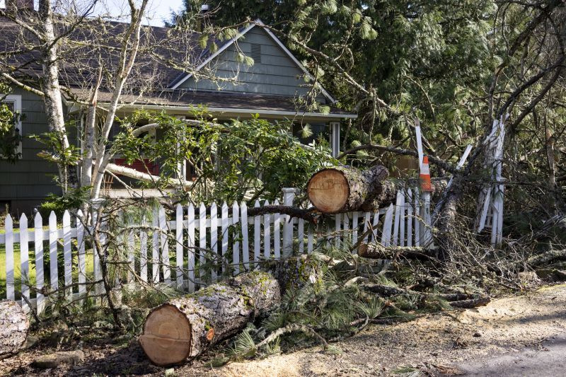 Tree Debris Cleanup