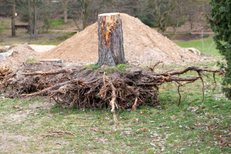 Root Removal Services for Your Property
